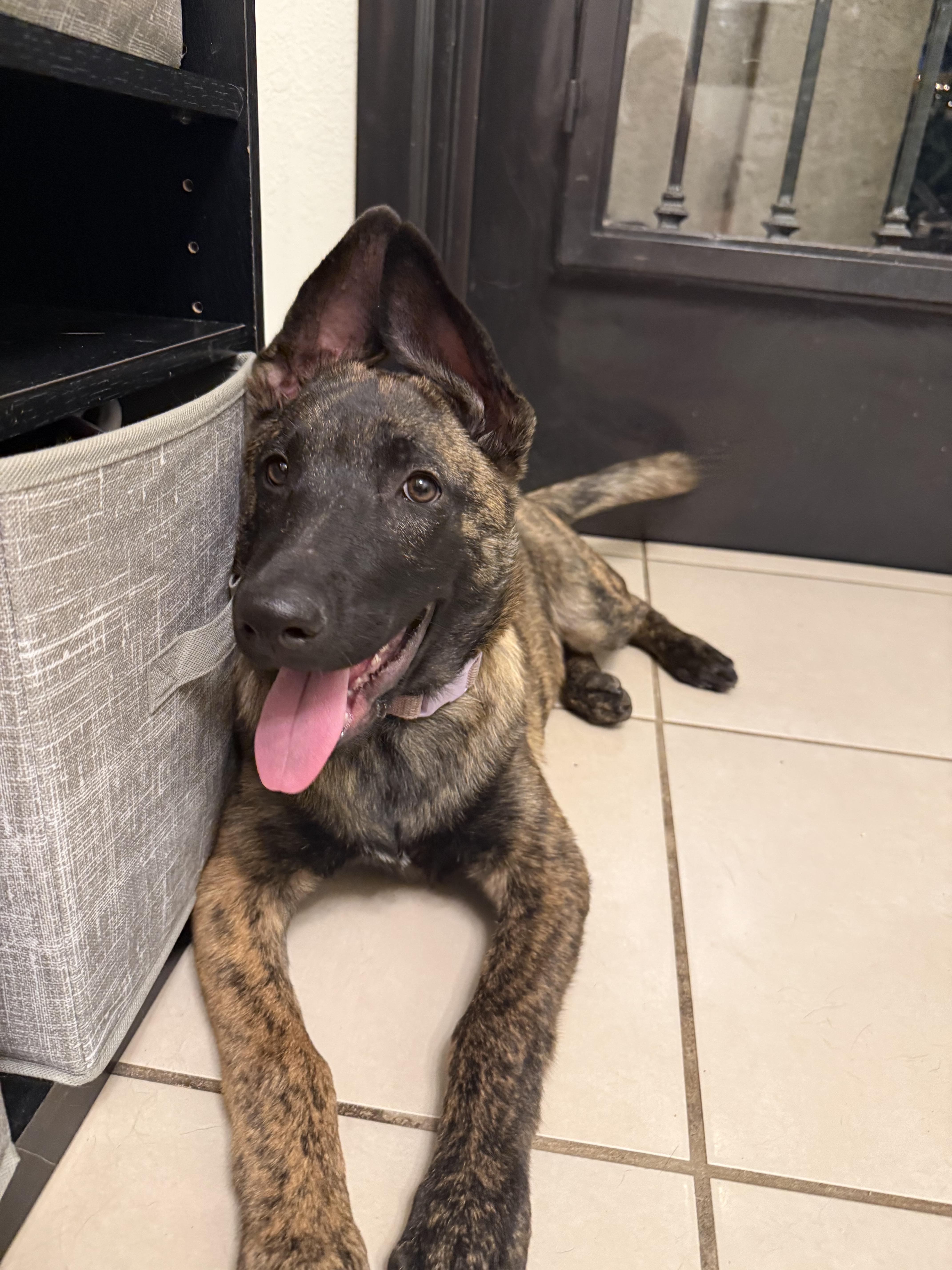 Enlarge Juliet, a Adoptable Belgian Shepherd / Malinois in Tucson, AZ image 4/4