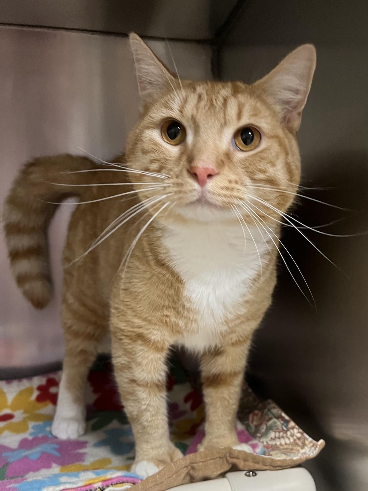 Lance, a ADOPTABLE Domestic Short Hair in Johnston, RI image 5/6