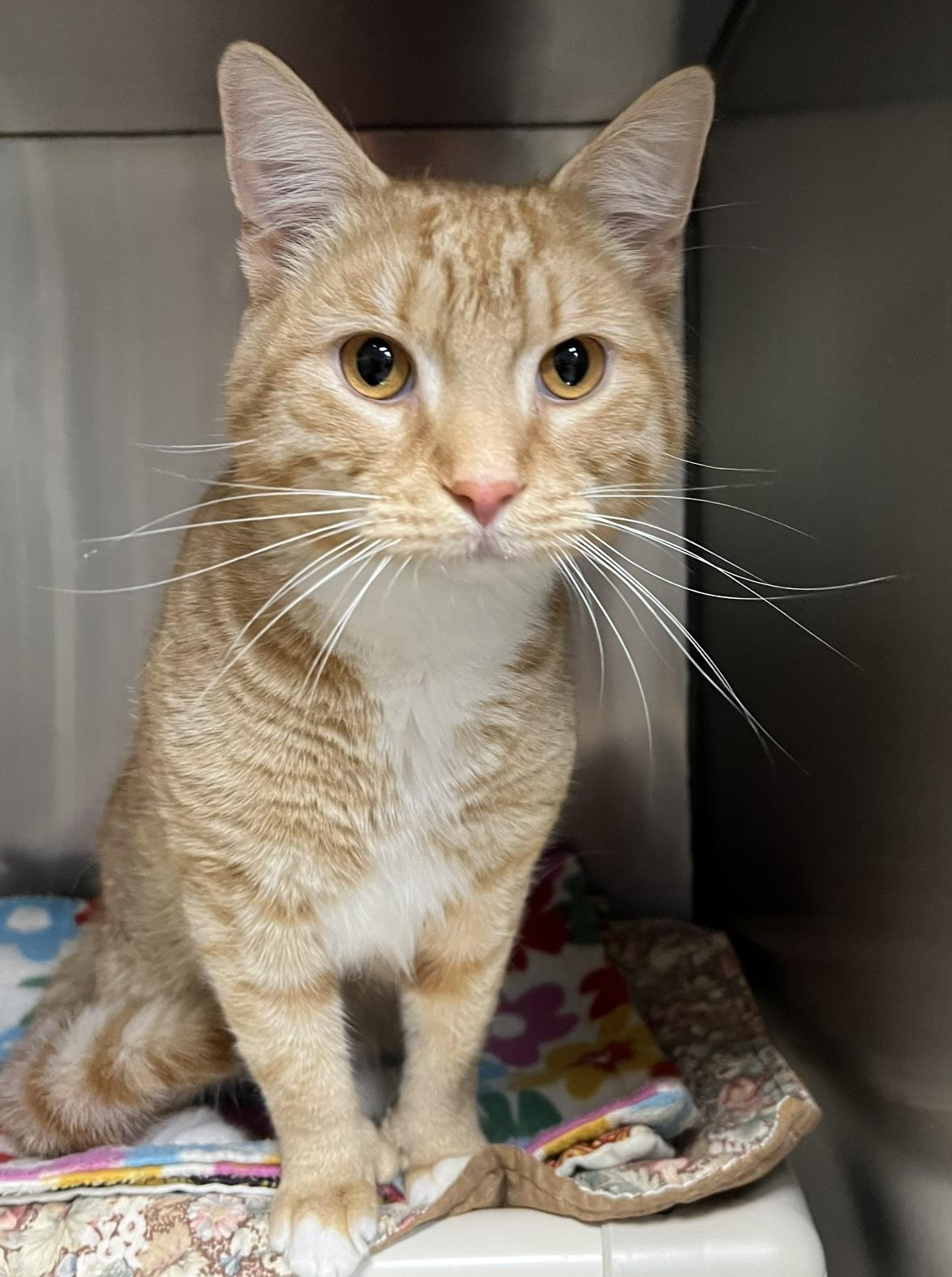 Lance, ADOPTABLE, Young Male Domestic Short Hair.