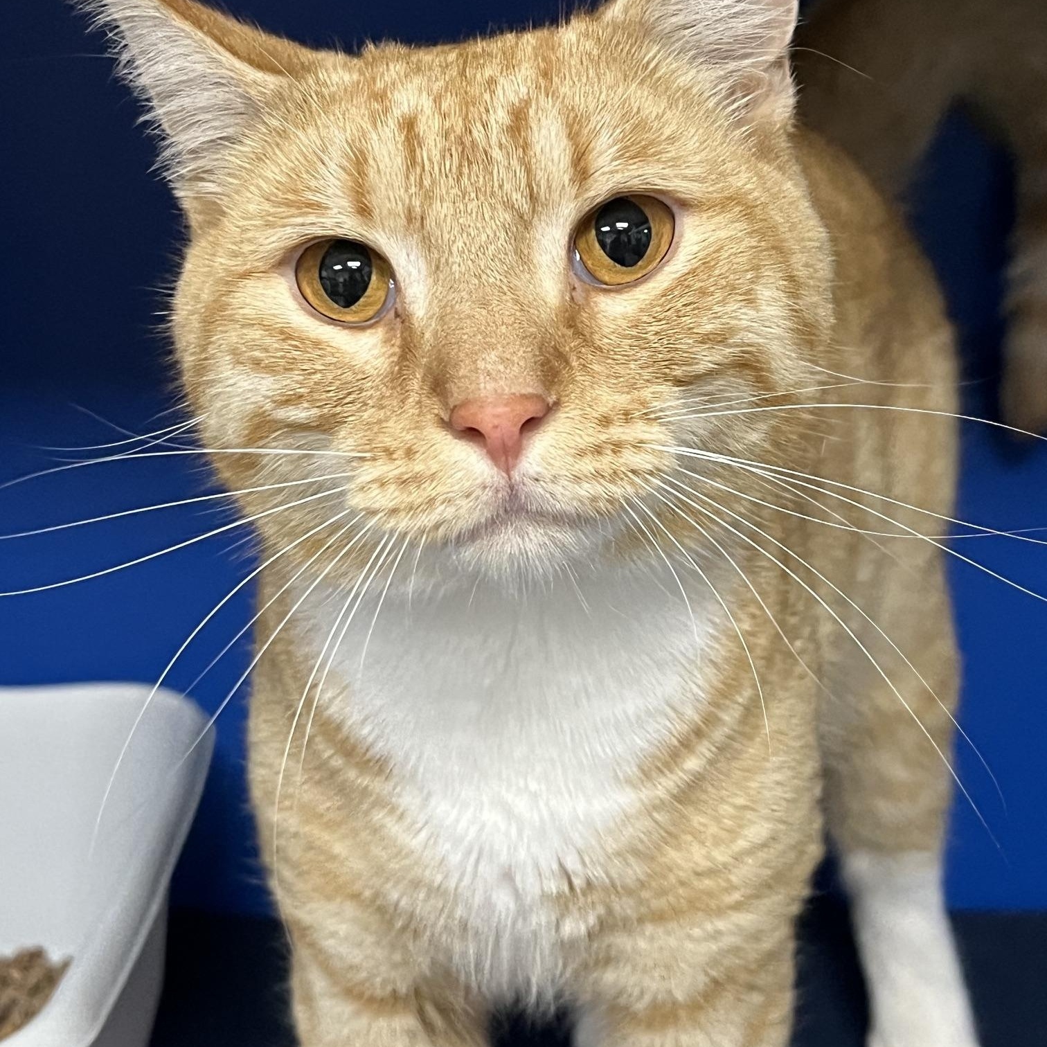 Lance, a ADOPTABLE Domestic Short Hair in Johnston, RI image 3/6