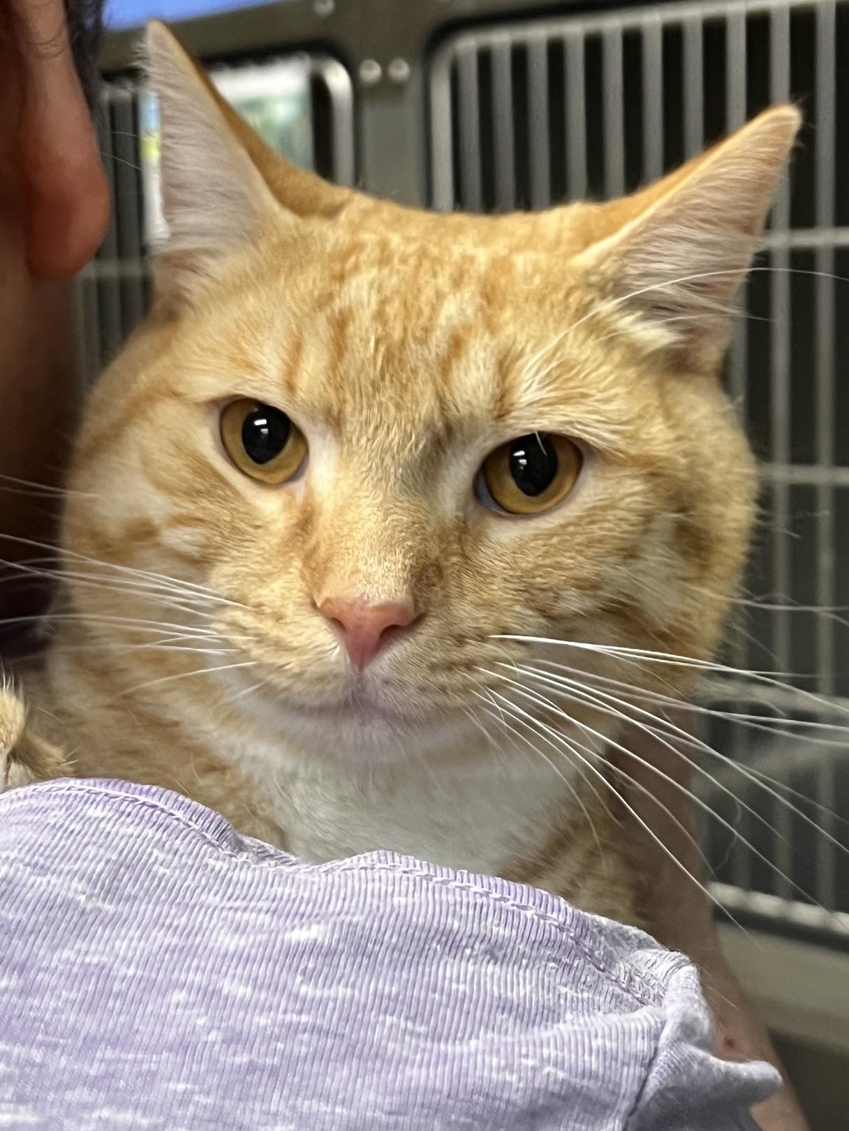 Lance, a ADOPTABLE Domestic Short Hair in Johnston, RI image 2/6