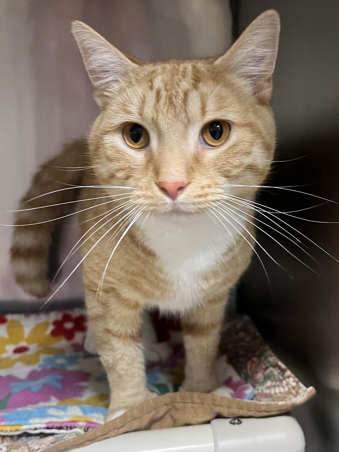 Lance, a ADOPTABLE Domestic Short Hair in Johnston, RI image 6/6
