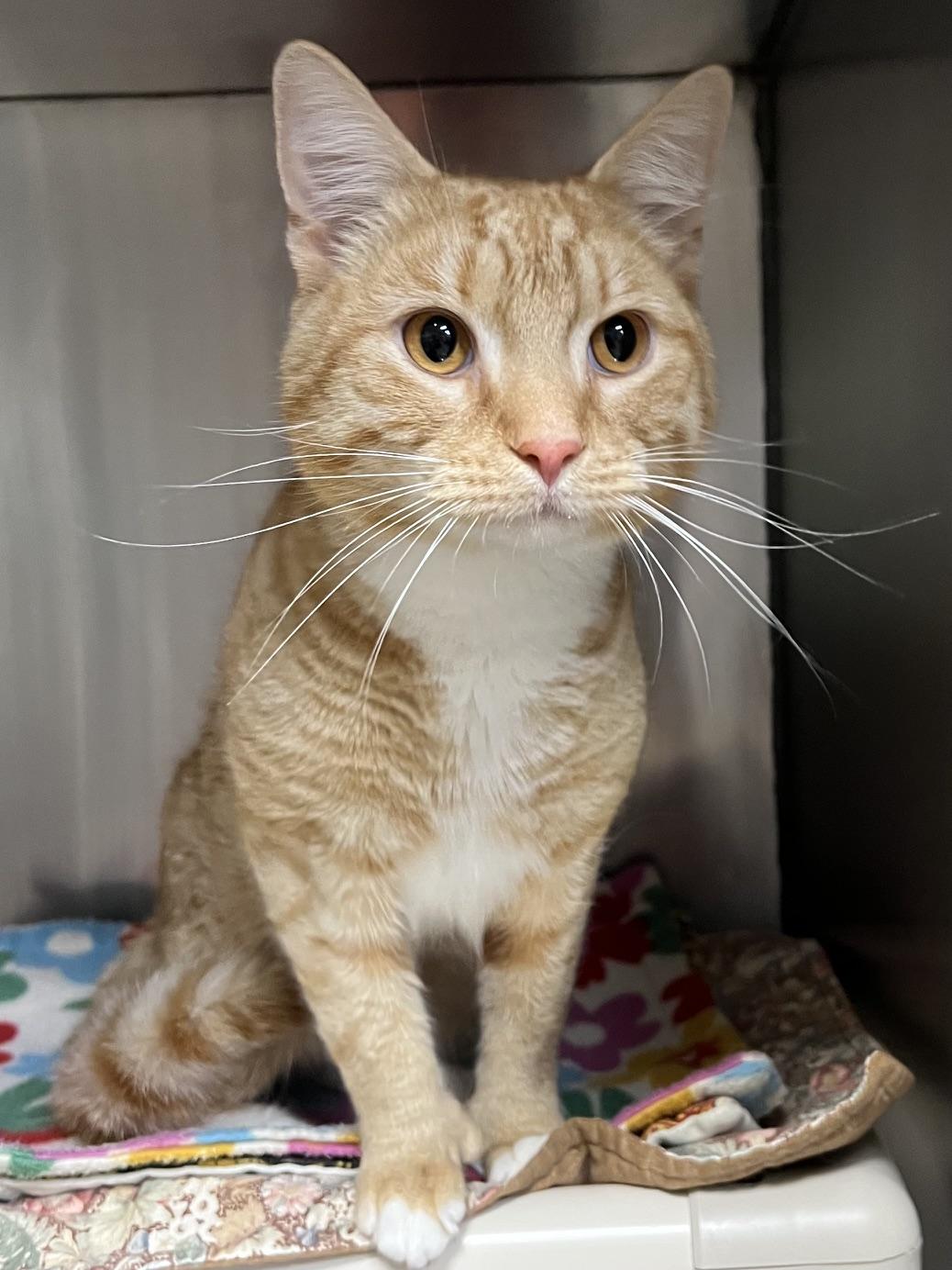 Lance, a ADOPTABLE Domestic Short Hair in Johnston, RI image 4/6