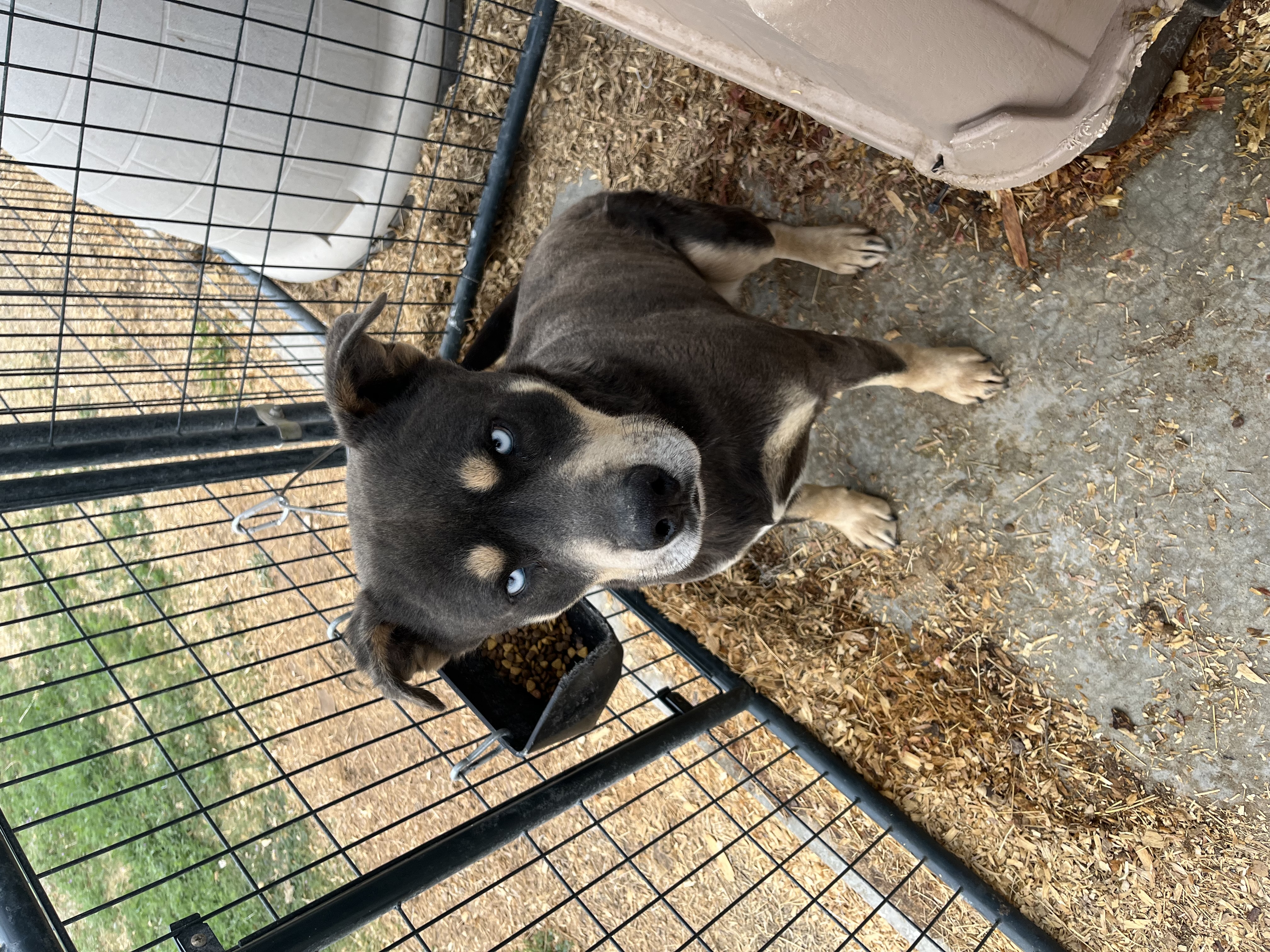 Duncan, an adoptable Australian Kelpie Mix in Albany, NY_image-1