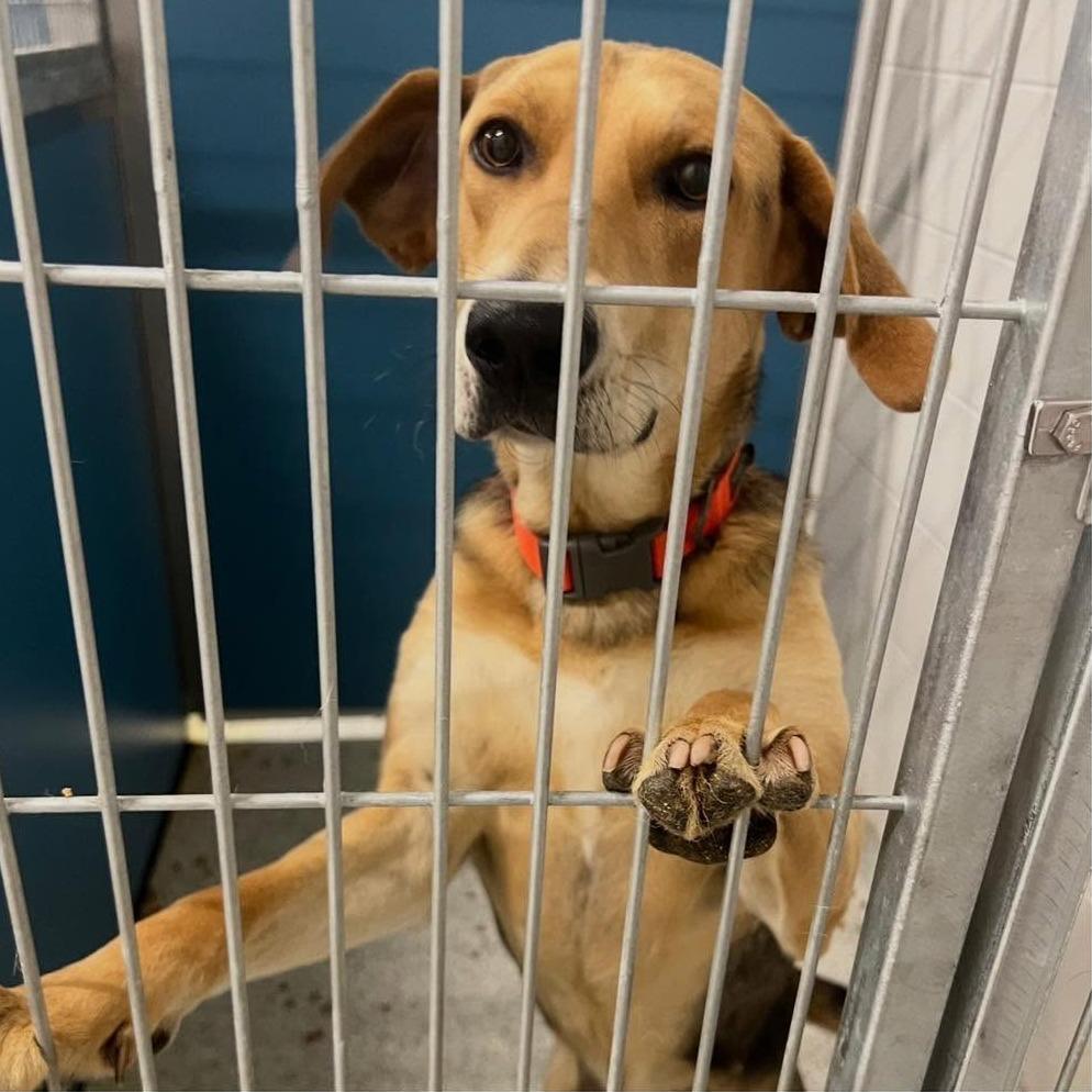 WALTER  RESCUED!, Adoptable, Adult Male Hound & Mixed Breed.