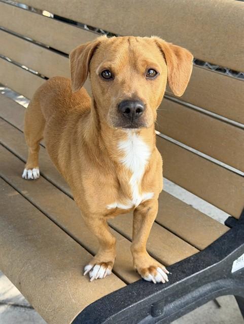 Enlarge BAILEY, a Adoptable Terrier in Fort Myers, FL image 1/1