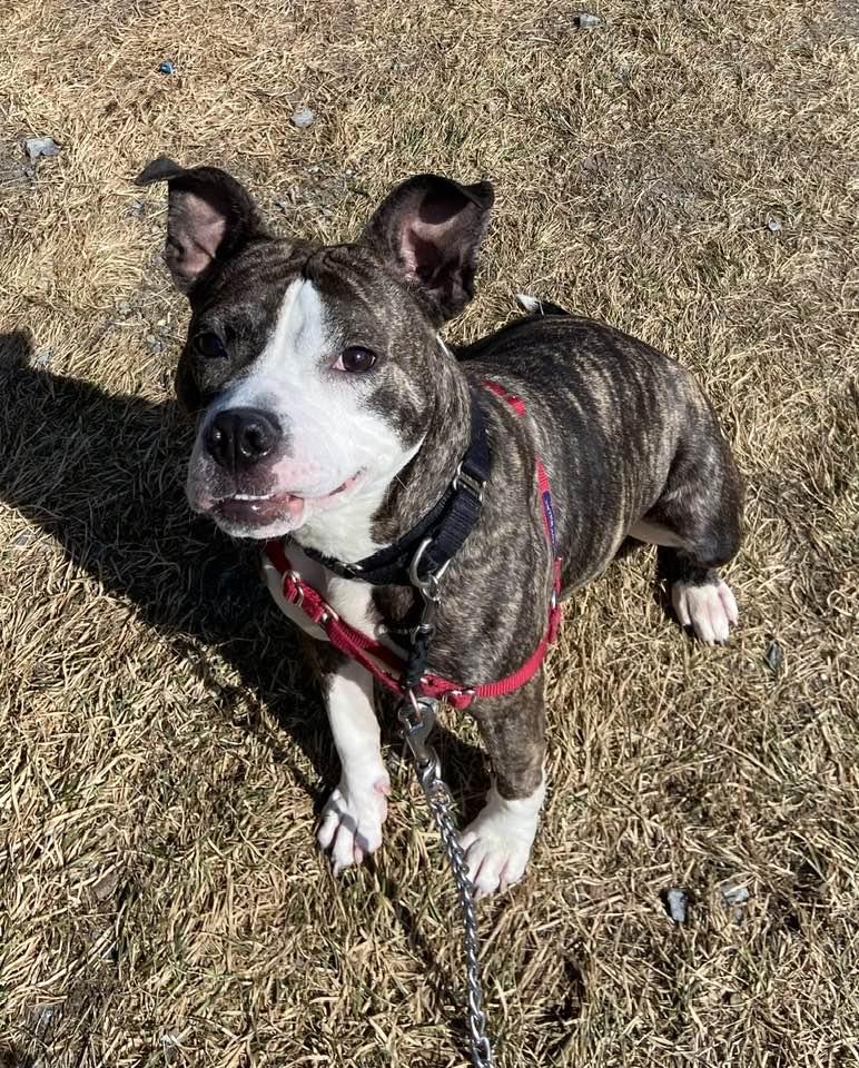 Enlarge Junebug, a Adoptable mixed breed in Elizabethtown, NY image 3/3