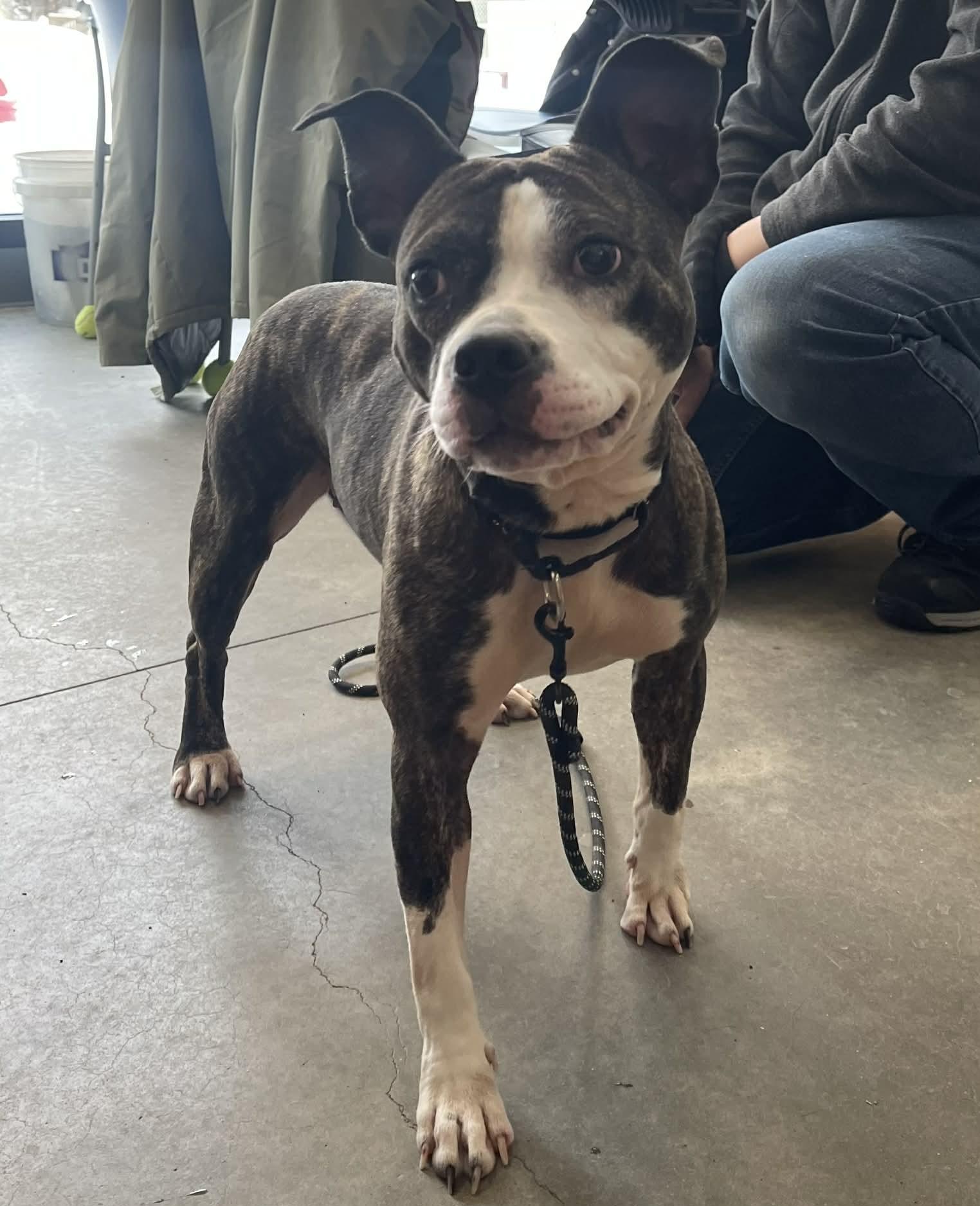 Junebug, Adoptable, Adult Female Pit Bull Terrier & Boston Terrier.