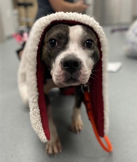 Enlarge Junebug, a Adoptable mixed breed in Elizabethtown, NY image 2/3