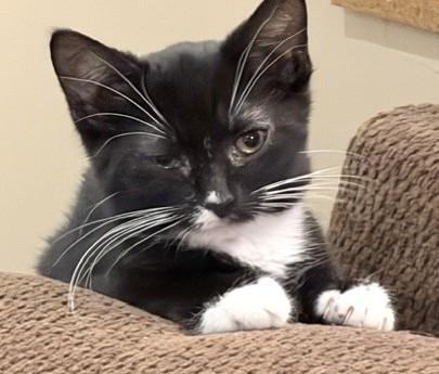 Enlarge Kiara, a Adoptable Tuxedo in Stoney Creek, ON image 1/4