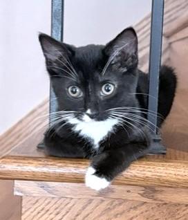 Enlarge Kiara, a Adoptable Tuxedo in Stoney Creek, ON image 2/4