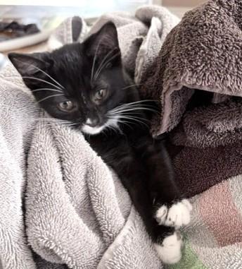 Enlarge Kiara, a Adoptable Tuxedo in Stoney Creek, ON image 4/4