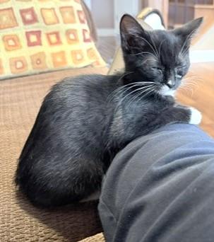 Enlarge Kiara, a Adoptable Tuxedo in Stoney Creek, ON image 3/4