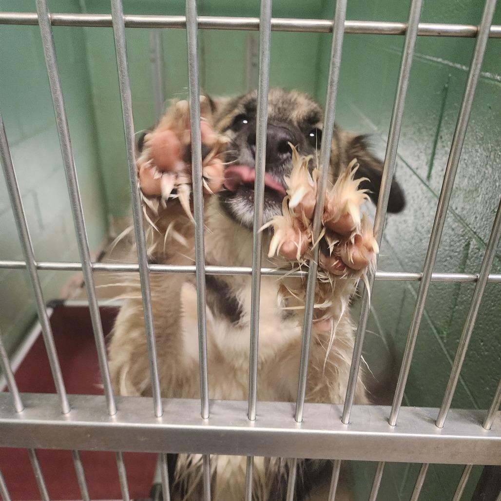 Enlarge General, a Adoptable Shepherd in LaGrange, GA image 2/3