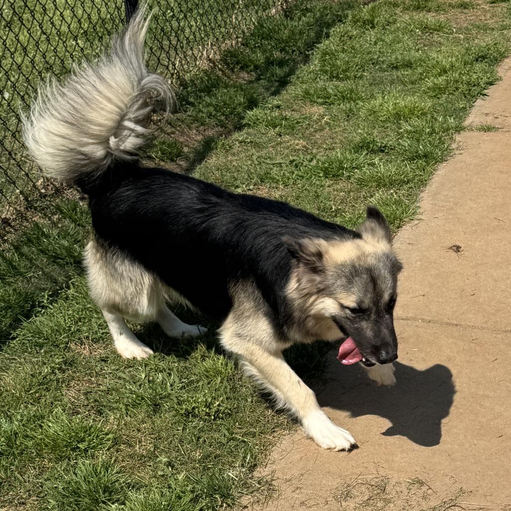 General, Adoptable, Young Male Shepherd.