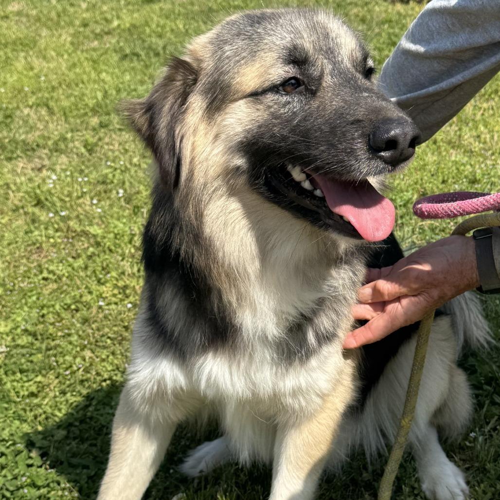 General, Adoptable, Young Male Shepherd.