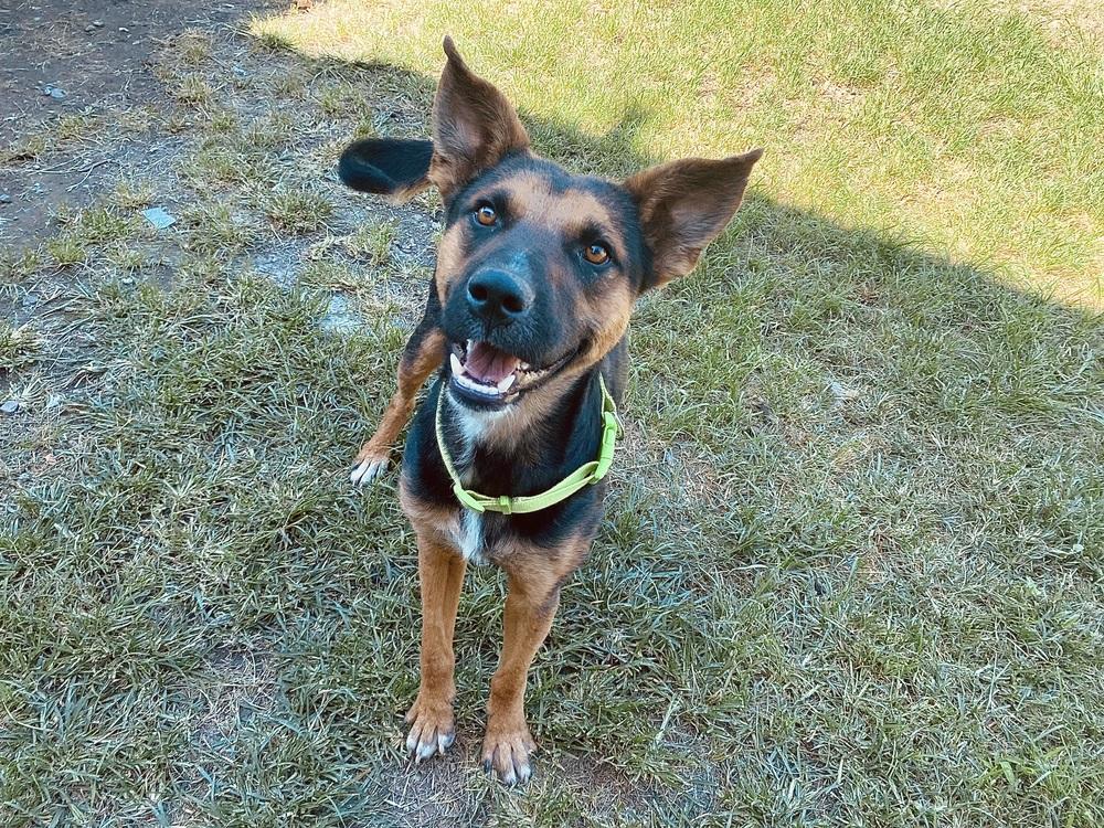 Mika, Adoptable, Adult Male Shepherd & Mixed Breed.