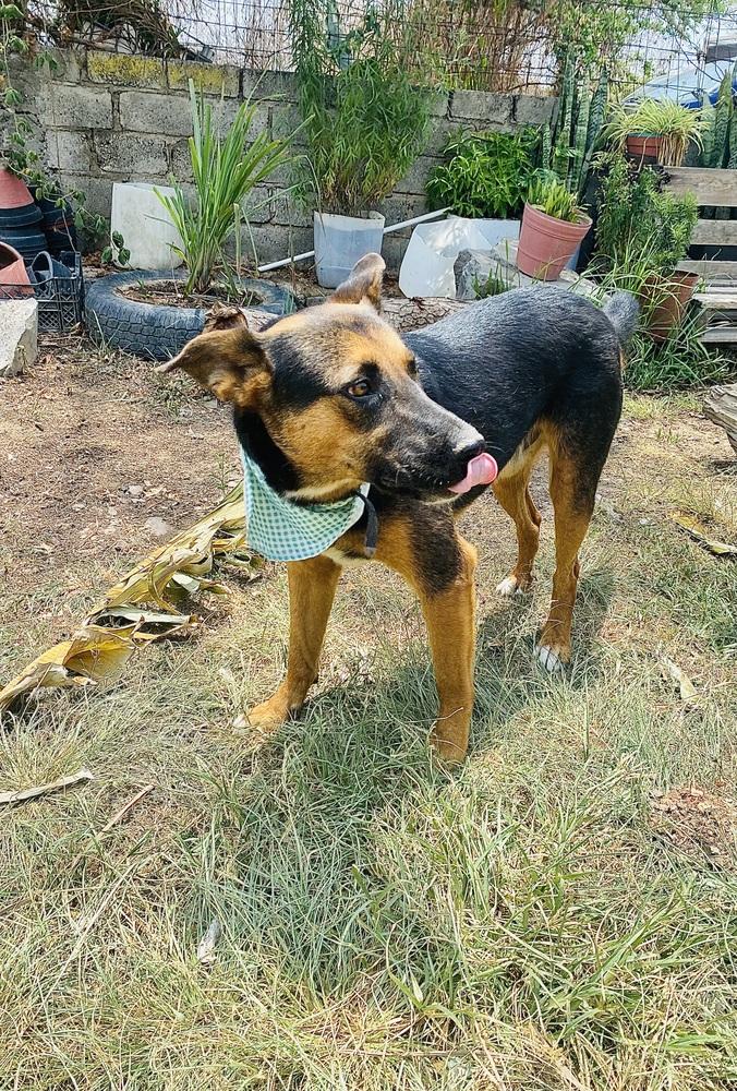 Enlarge Mika, a Adoptable mixed breed in Ajijic Centro, JAL image 2/6