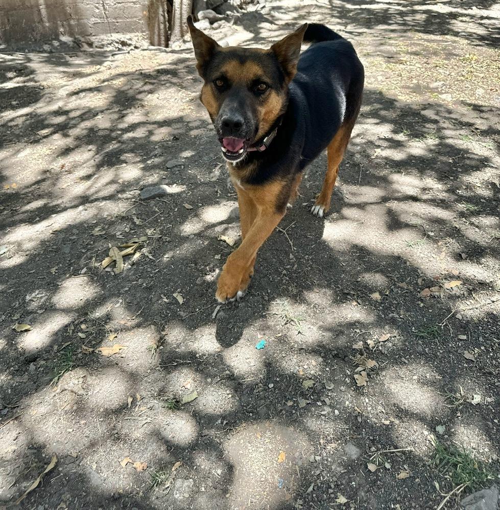 Enlarge Mika, a Adoptable mixed breed in Ajijic Centro, JAL image 3/6