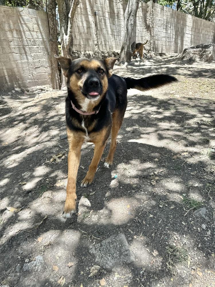 Enlarge Mika, a Adoptable mixed breed in Ajijic Centro, JAL image 4/6