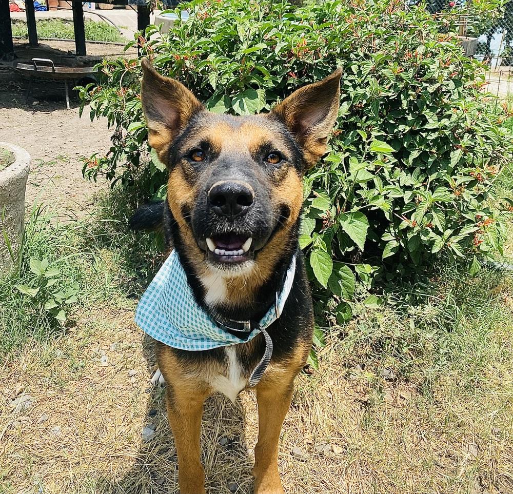 Enlarge Mika, a Adoptable mixed breed in Ajijic Centro, JAL image 5/6