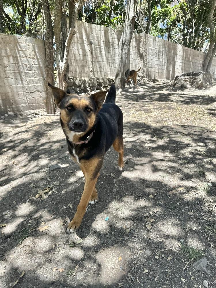 Mika, Adoptable, Adult Male Shepherd & Mixed Breed.