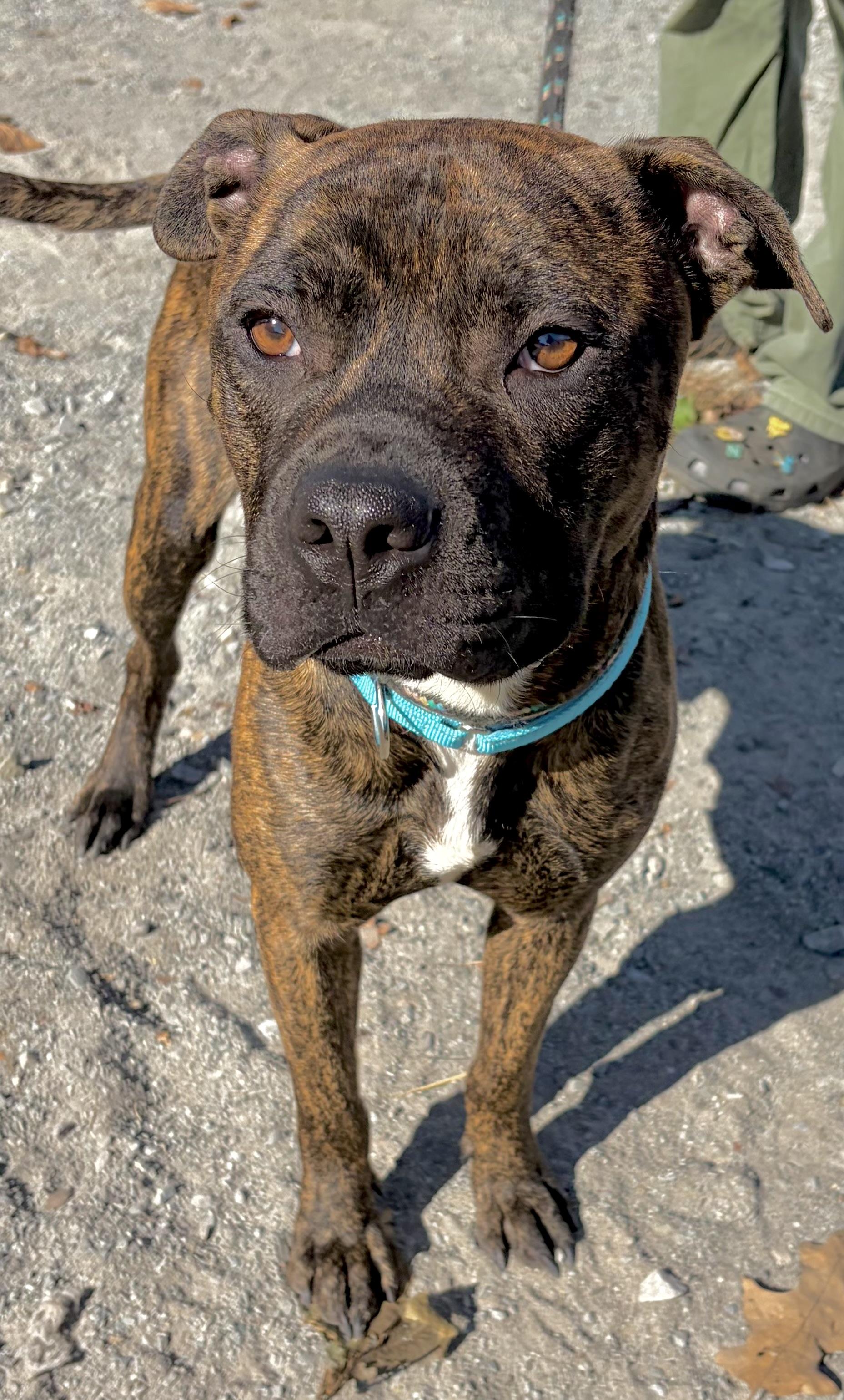Enlarge Toasty, a Adoptable Mixed Breed in McKeesport, PA image 3/6
