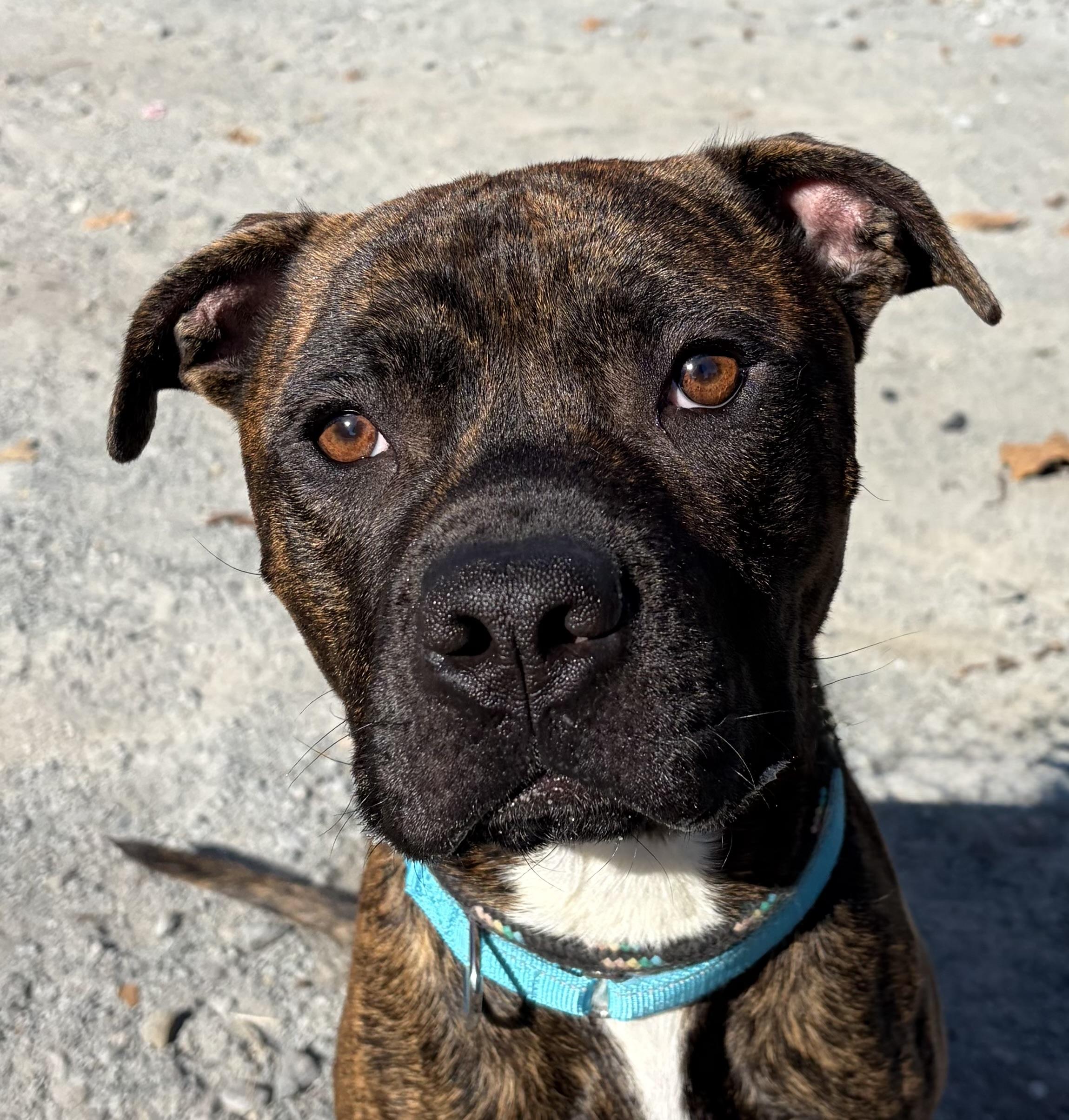 Enlarge Toasty, a Adoptable Mixed Breed in McKeesport, PA image 5/6