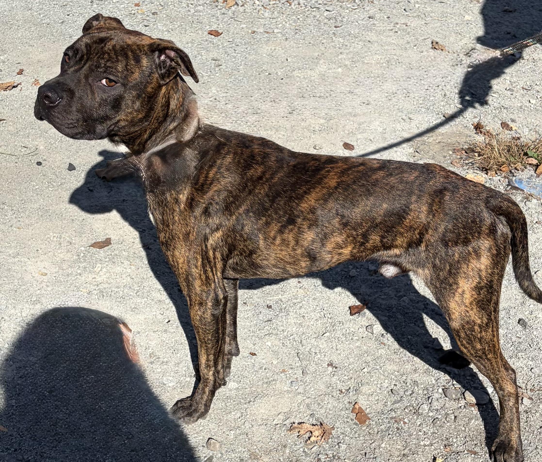 Enlarge Toasty, a Adoptable Mixed Breed in McKeesport, PA image 4/6