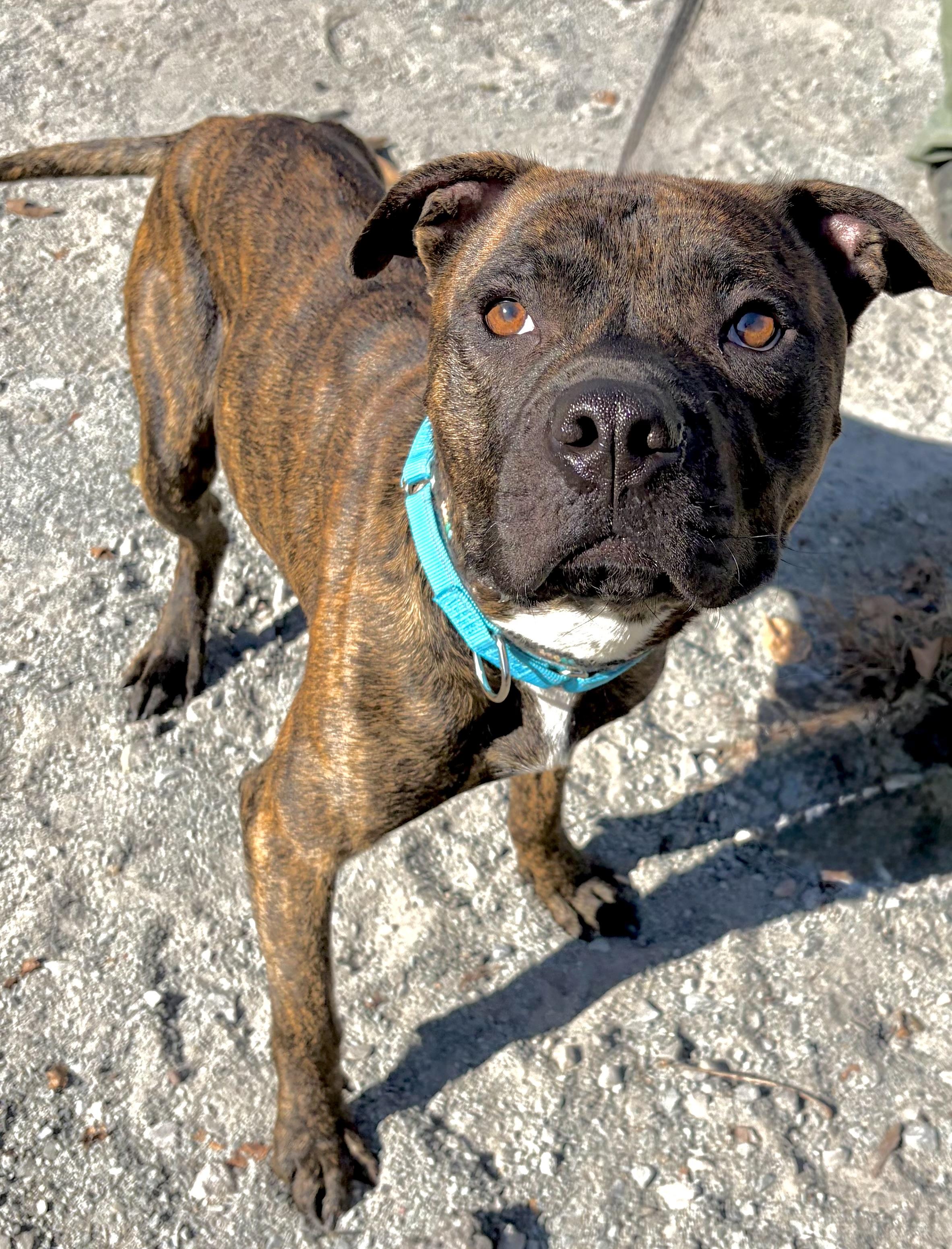 Toasty, Adoptable, Young Male Mixed Breed.