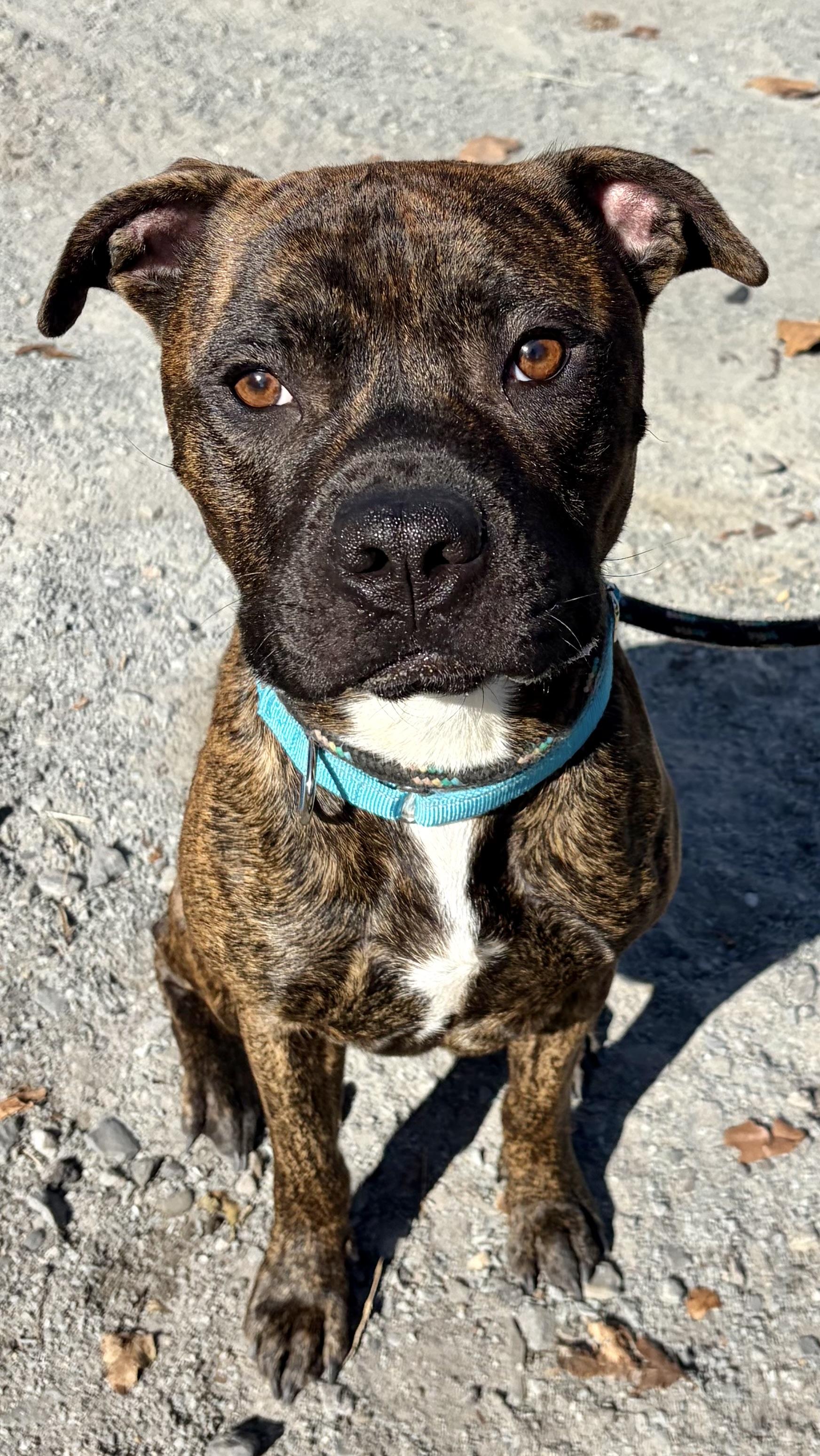 Enlarge Toasty, a Adoptable Mixed Breed in McKeesport, PA image 6/6