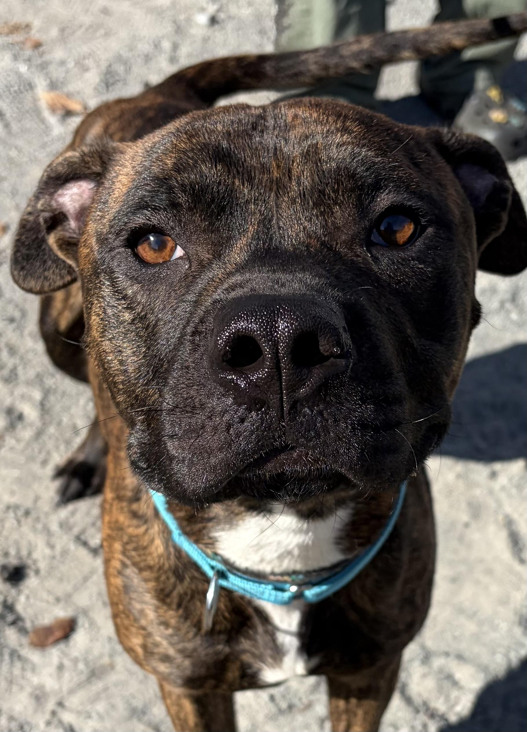 Enlarge Toasty, a Adoptable Mixed Breed in McKeesport, PA image 2/6