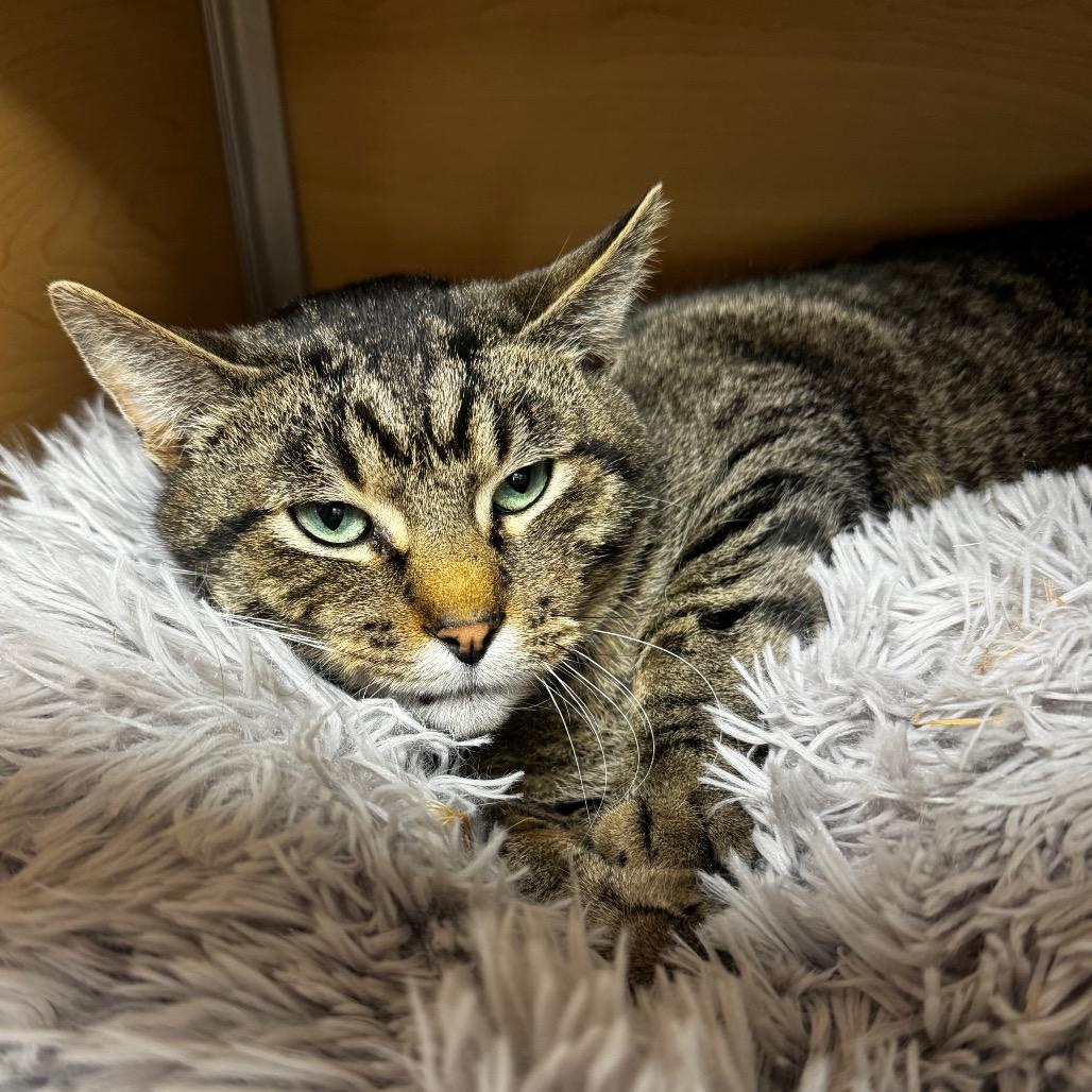 Cowboy, Adoptable, Adult Male Domestic Short Hair.