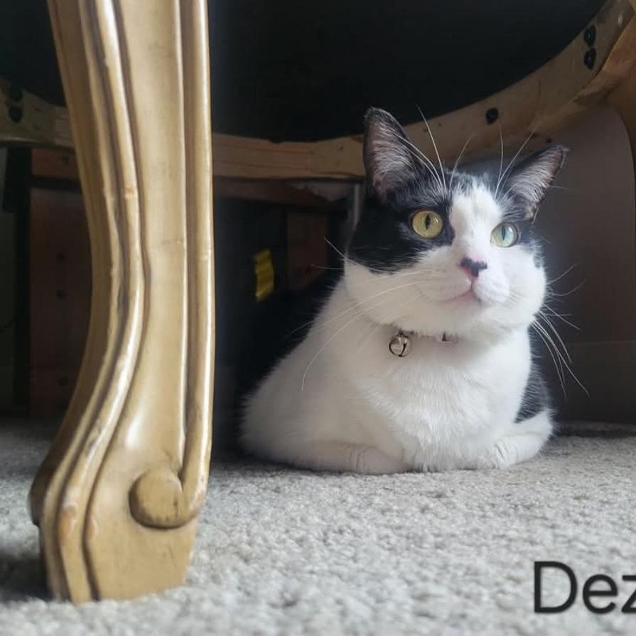 Enlarge Dezi, a Adoptable Domestic Short Hair in Layton, UT image 1/6