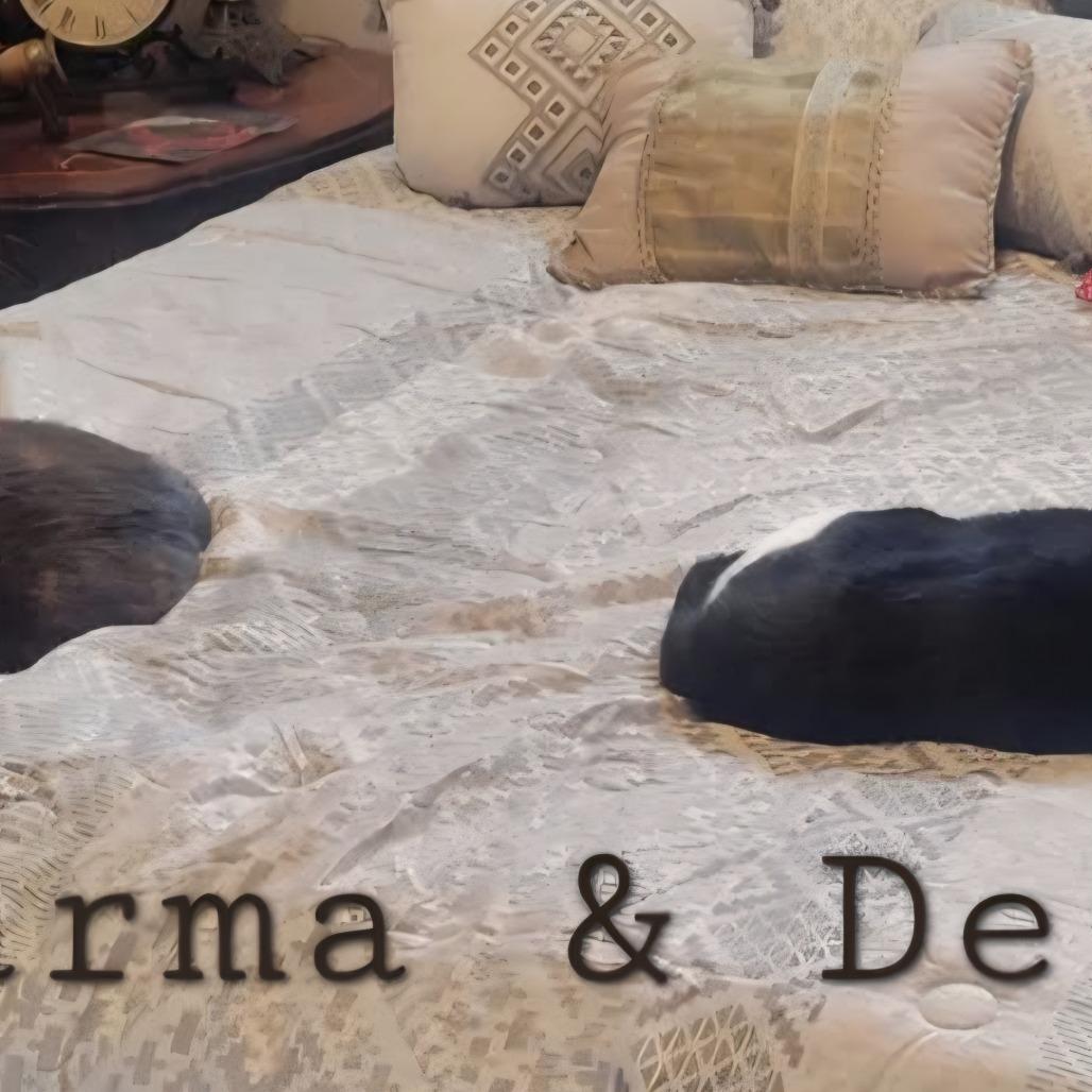 Enlarge Dezi, a Adoptable Domestic Short Hair in Layton, UT image 2/6