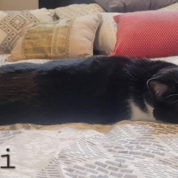 Enlarge Dezi, a Adoptable Domestic Short Hair in Layton, UT image 3/6