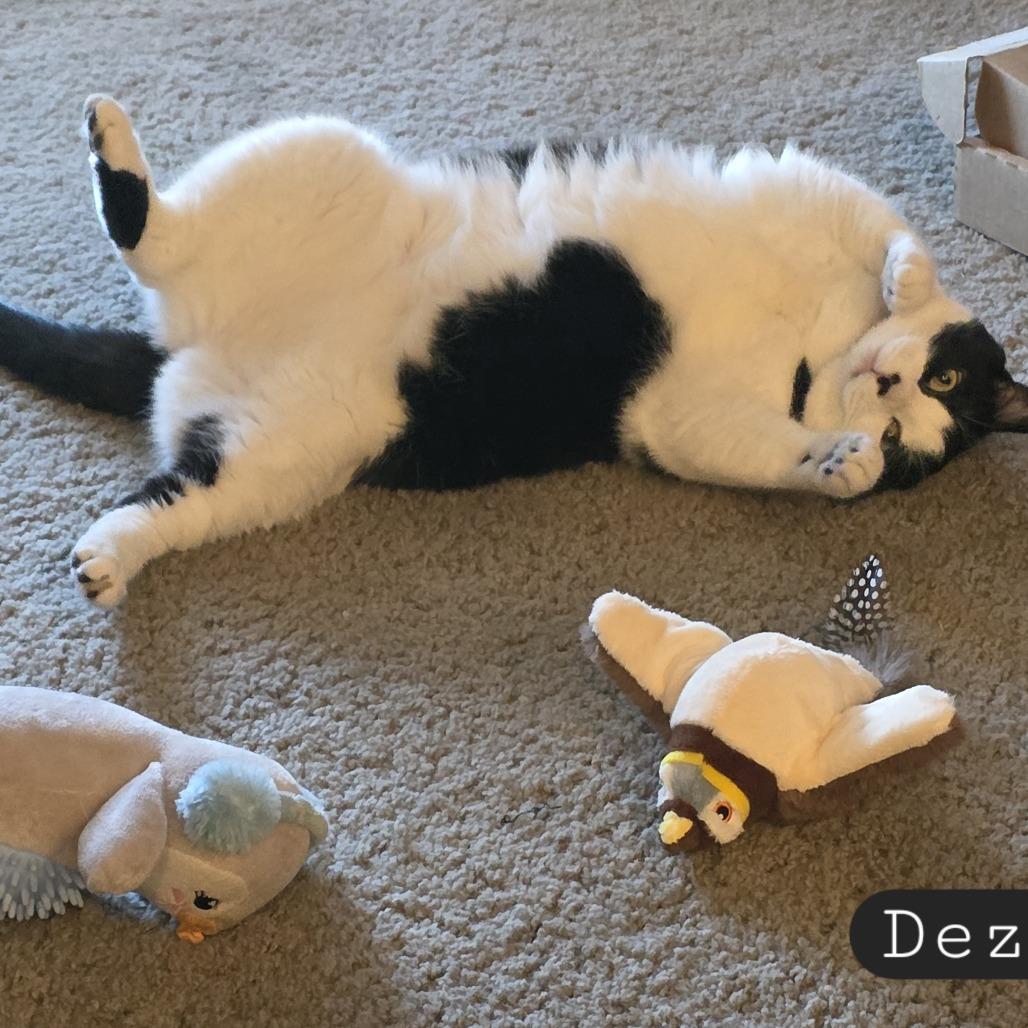 Enlarge Dezi, a Adoptable Domestic Short Hair in Layton, UT image 4/6