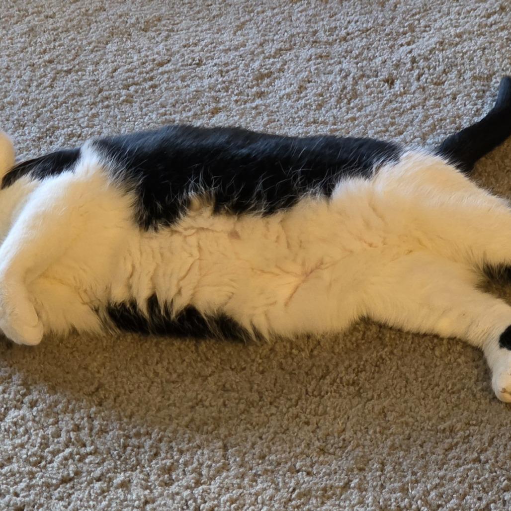 Enlarge Dezi, a Adoptable Domestic Short Hair in Layton, UT image 5/6