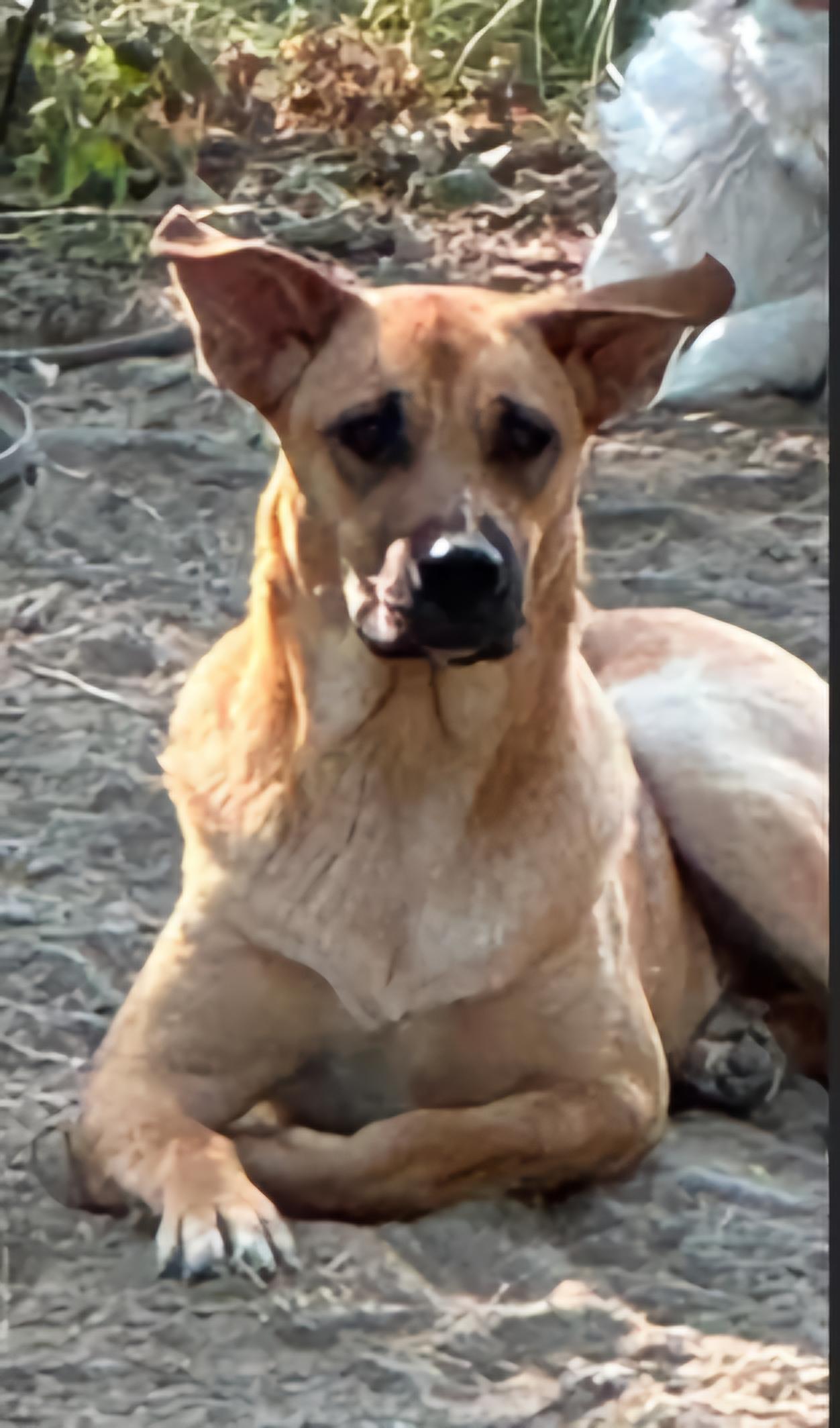 Corky photo 1
