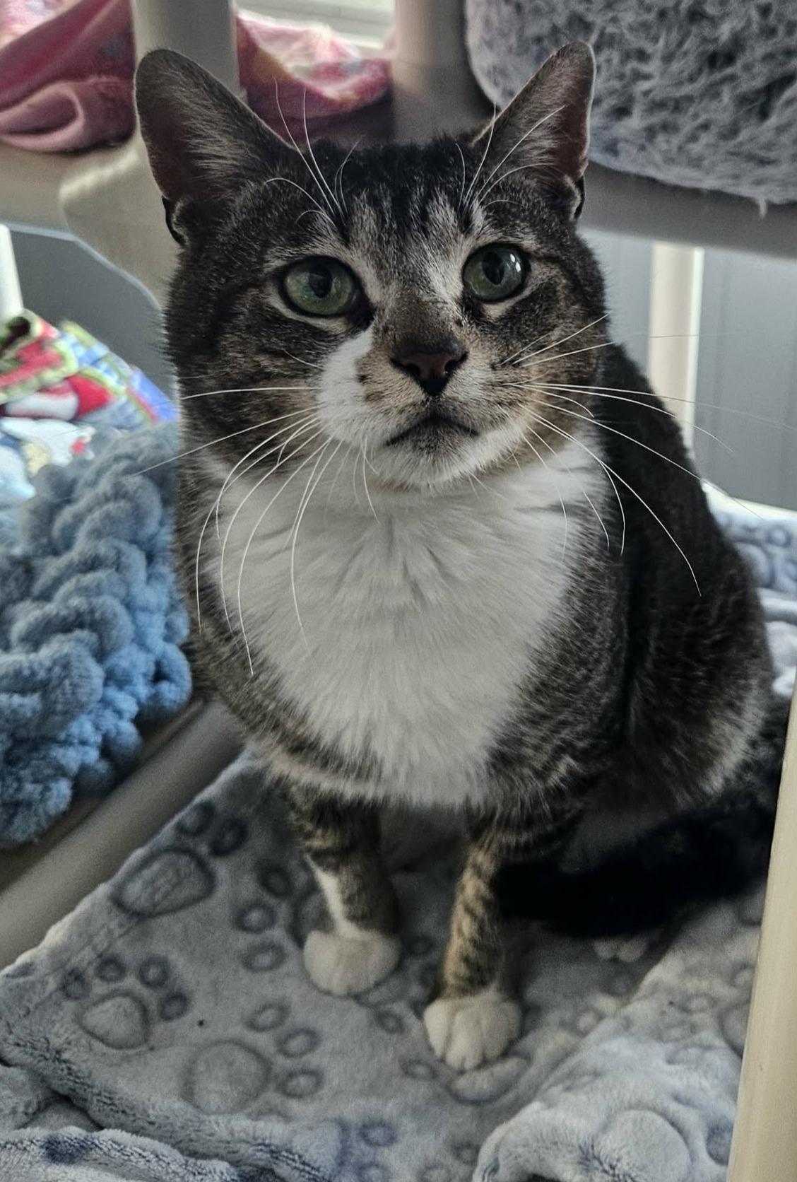 Enlarge Logan (Chill & Cute), a ADOPTABLE Domestic Short Hair in Rochester, NY image 5/6