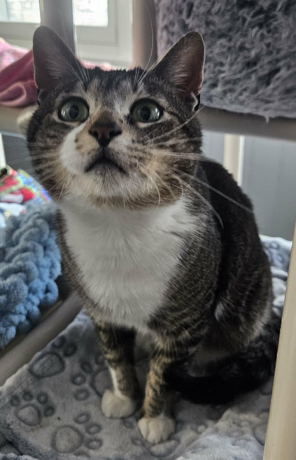 Enlarge Logan (Chill & Cute), a ADOPTABLE Domestic Short Hair in Rochester, NY image 4/6