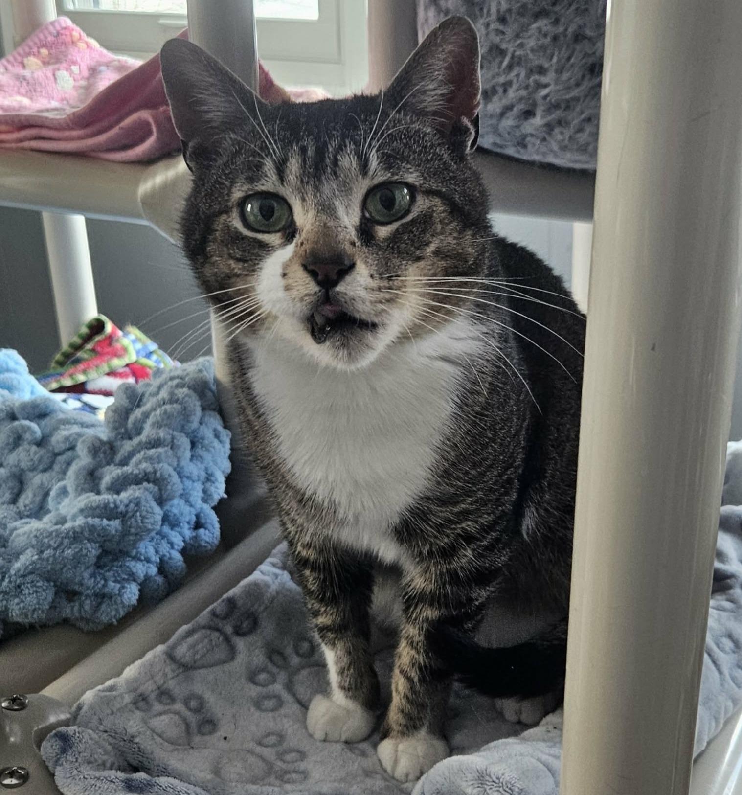 Enlarge Logan (Chill & Cute), a ADOPTABLE Domestic Short Hair in Rochester, NY image 1/6