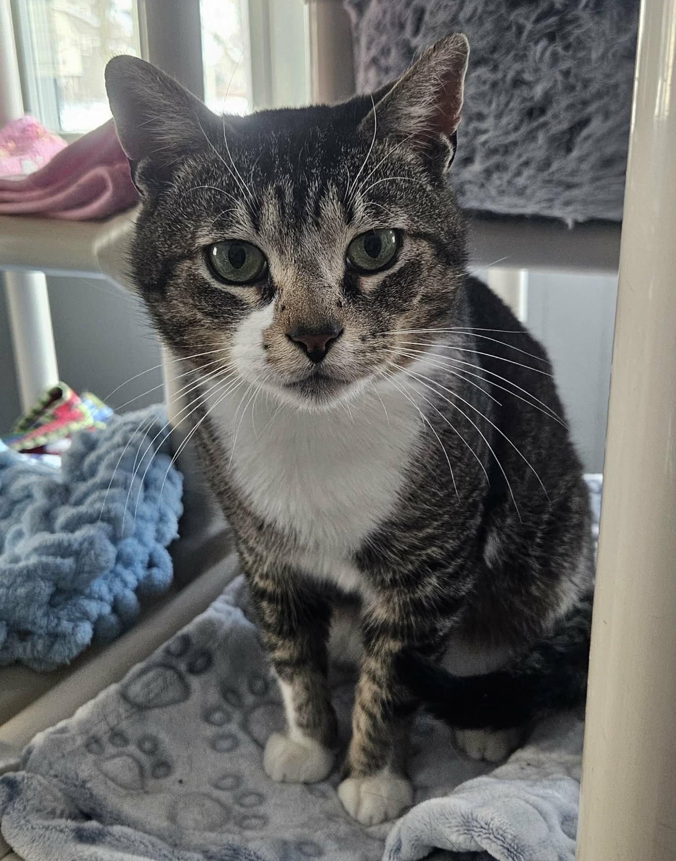 Enlarge Logan (Chill & Cute), a ADOPTABLE Domestic Short Hair in Rochester, NY image 6/6