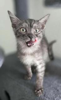 Lucy, ADOPTABLE, Kitten Female Domestic Short Hair.