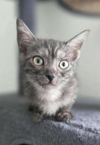 Lucy, an adopted Domestic Short Hair in Escondido, CA image 2/3