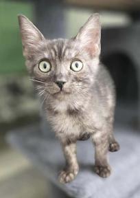 Lucy, an adopted Domestic Short Hair in Escondido, CA image 3/3