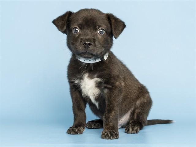 LIAM, Adoptable, Puppy Male Chihuahua & Mixed Breed.