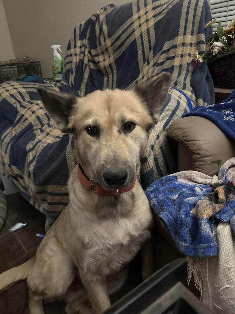 Enlarge Sage, a Adoptable mixed breed in Denver, CO image 1/6