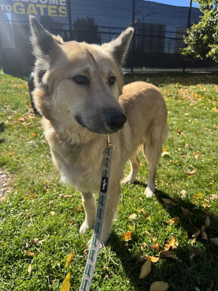 Sage, Adoptable, Adult Female German Shepherd Dog & Chow Chow.