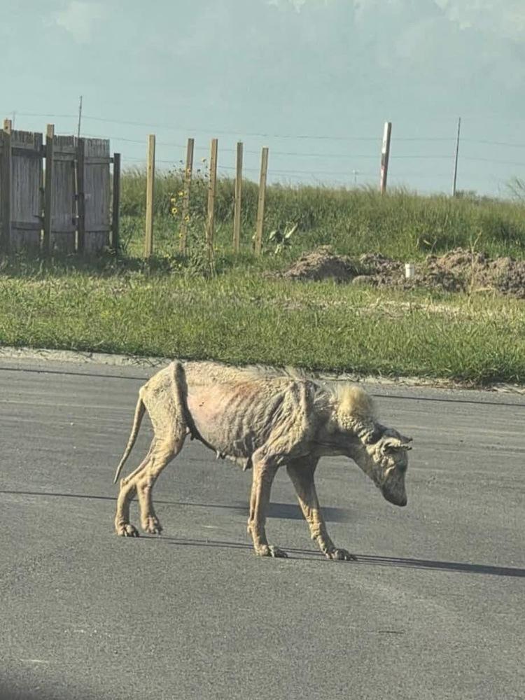Enlarge Sage, a Adoptable mixed breed in Denver, CO image 3/6